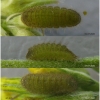 pol coelestinus larva5 volg1